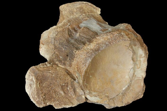 Mosasaur (Platecarpus) Vertebra - Kansas #121984